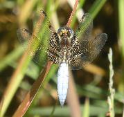 Yellow-veined Widow